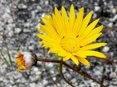 Ursinia tenuifolia