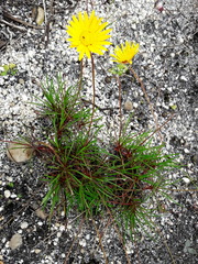 Ursinia tenuifolia