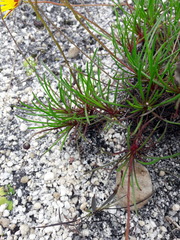 Ursinia tenuifolia