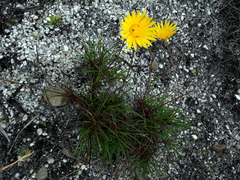 Ursinia tenuifolia