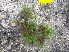 Ursinia tenuifolia