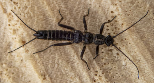 Shortwing Snowfly photo 6