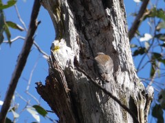 Climacteris erythrops