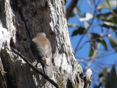 Climacteris erythrops