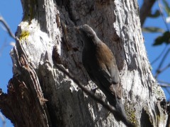 Climacteris erythrops