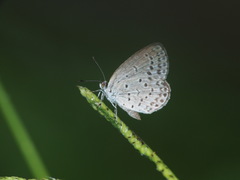 Pseudozizeeria maha okinawana
