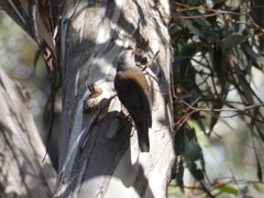 Climacteris erythrops