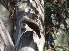 Climacteris erythrops