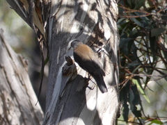 Climacteris erythrops