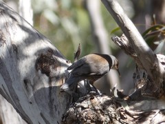 Climacteris erythrops