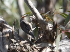 Climacteris erythrops