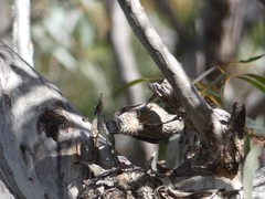 Climacteris erythrops