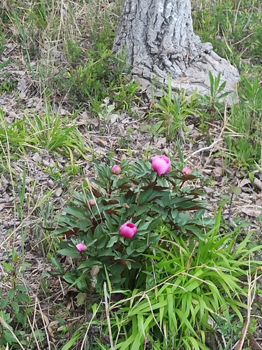 Majorcan peony (Paeonia cambessedesii)