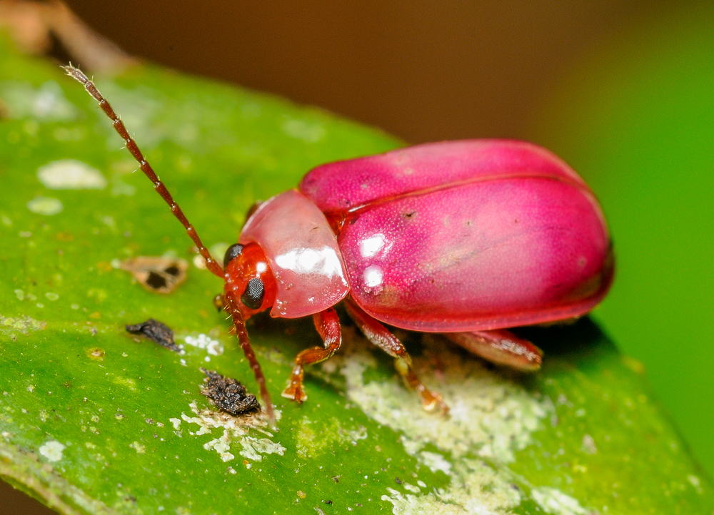Asphaera hilaris