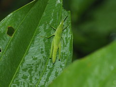 Atractomorpha sinensis