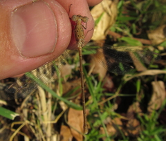 Lestes pinheyi