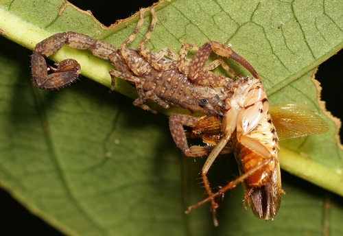Tityus silvestris