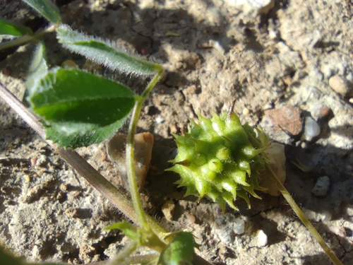 Image of Medicago doliata by (c) Santiago Martín-Bravo, some rights reserved (CC BY)