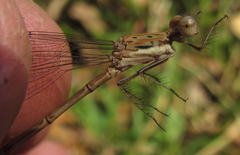 Lestes pinheyi