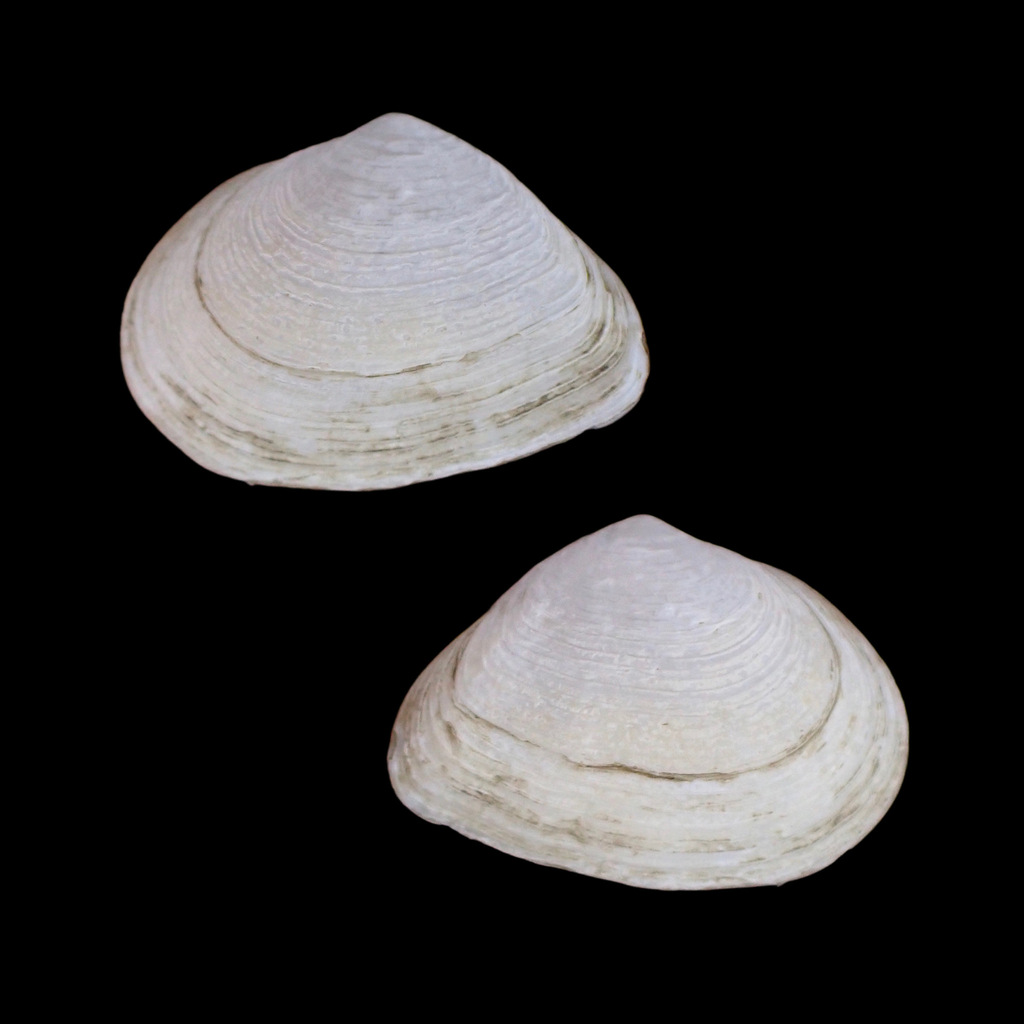 Cumingia