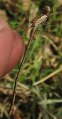Lestes pinheyi
