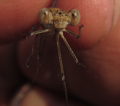 Lestes pinheyi
