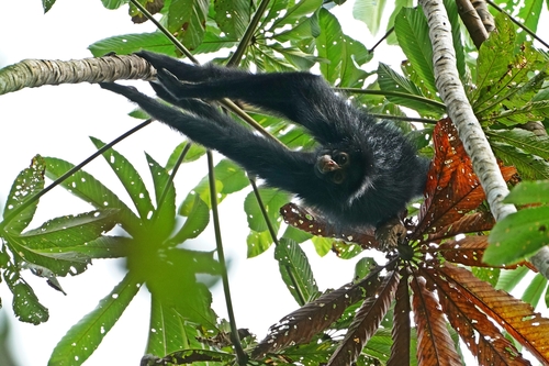 Black Spider Monkey