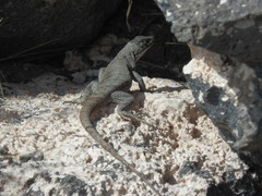 Liolaemus austromendocinus