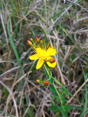 Hypericum nagasawae