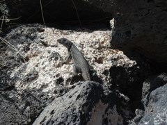 Liolaemus austromendocinus