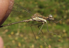 Lestes pinheyi