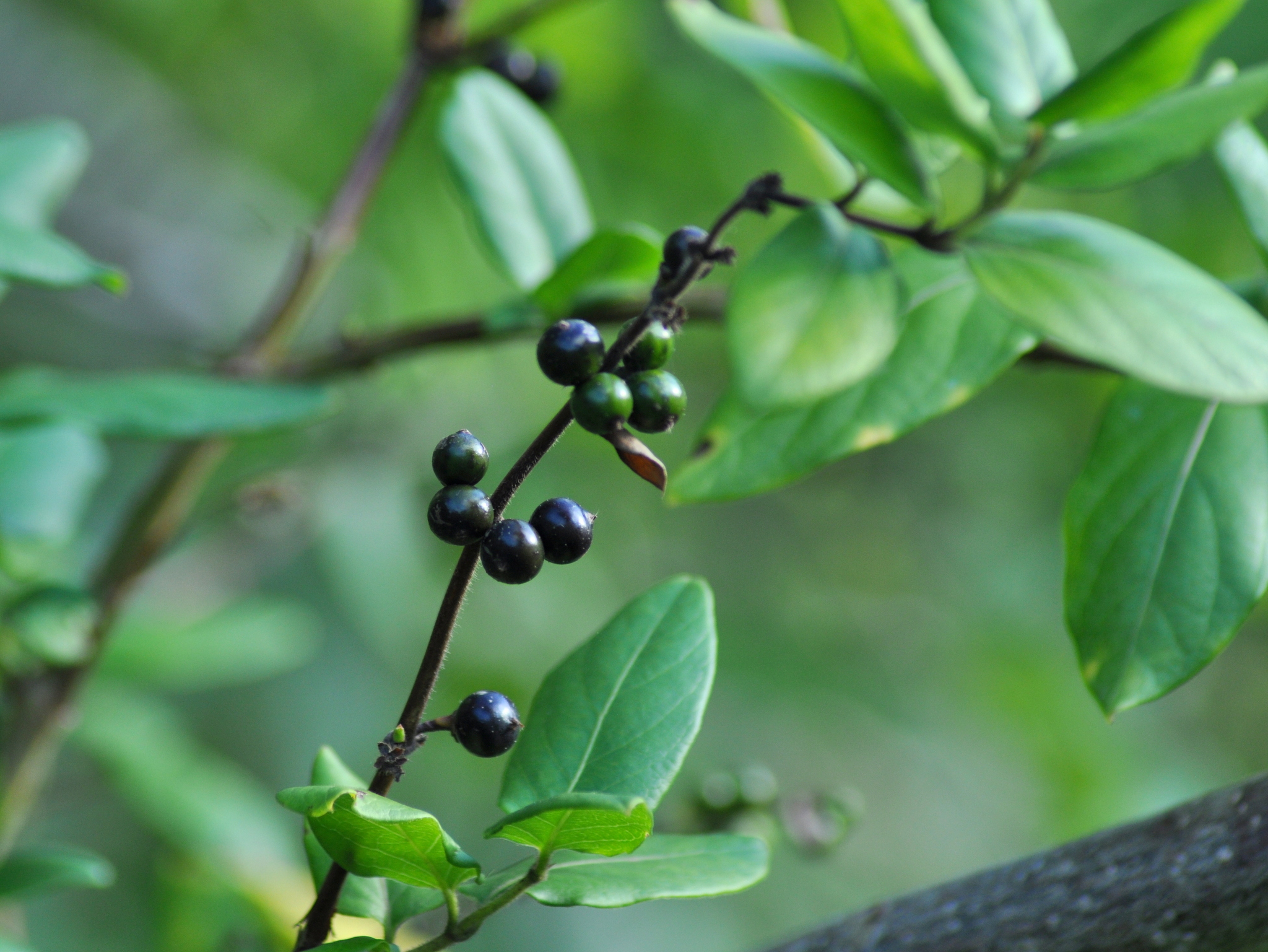 Lonicera japonica