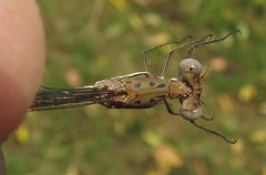 Lestes pinheyi