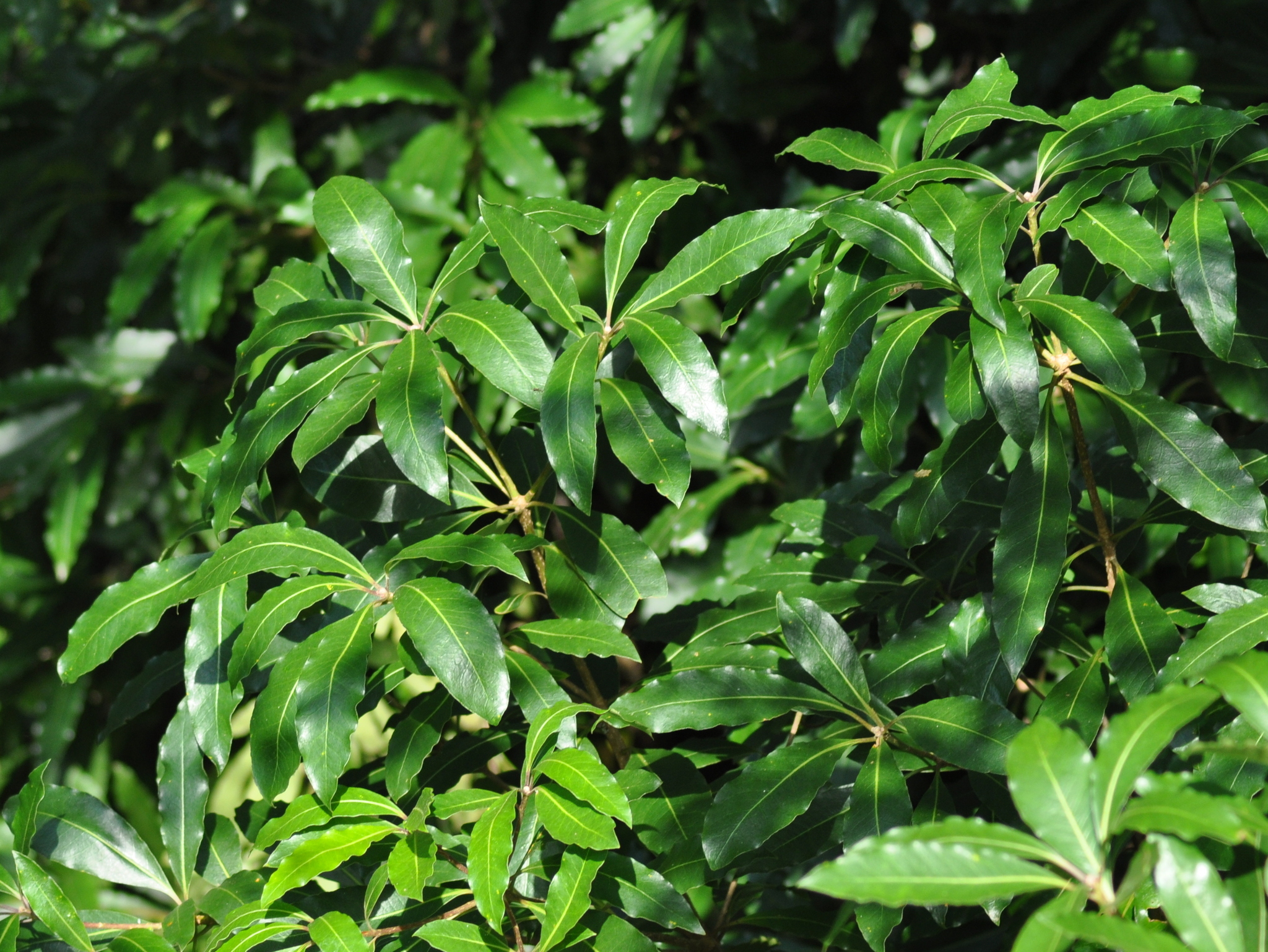 Pittosporum undulatum