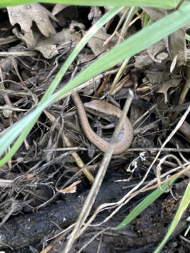 iNaturalist observation photo of Southern Alligator Lizard