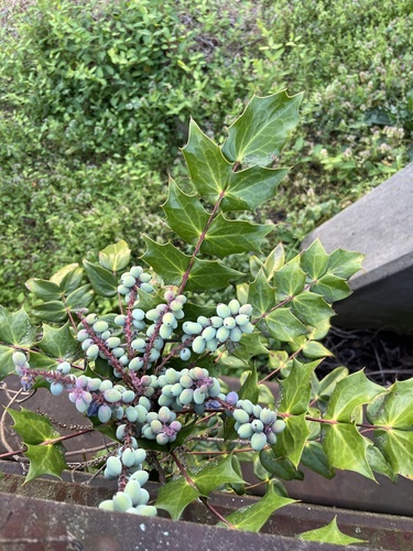Mahonia bealei