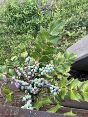 Mahonia bealei