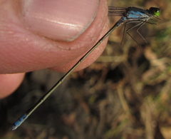 Pseudagrion deningi
