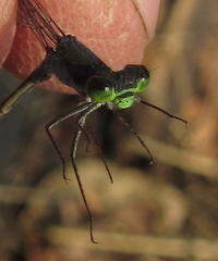 Pseudagrion deningi