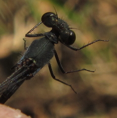Pseudagrion deningi