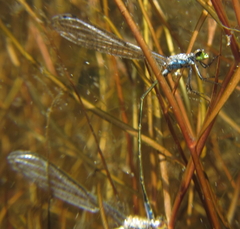 Pseudagrion deningi