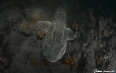 Scyliorhinus stellaris