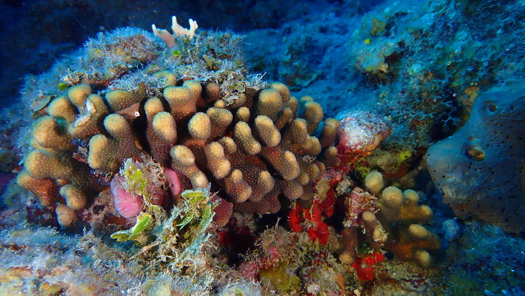 Eight-ray Finger Coral