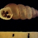 Gastrocopta rupicola - Photo (c) Ben Hutchins,  זכויות יוצרים חלקיות (CC BY-NC), הועלה על ידי Ben Hutchins