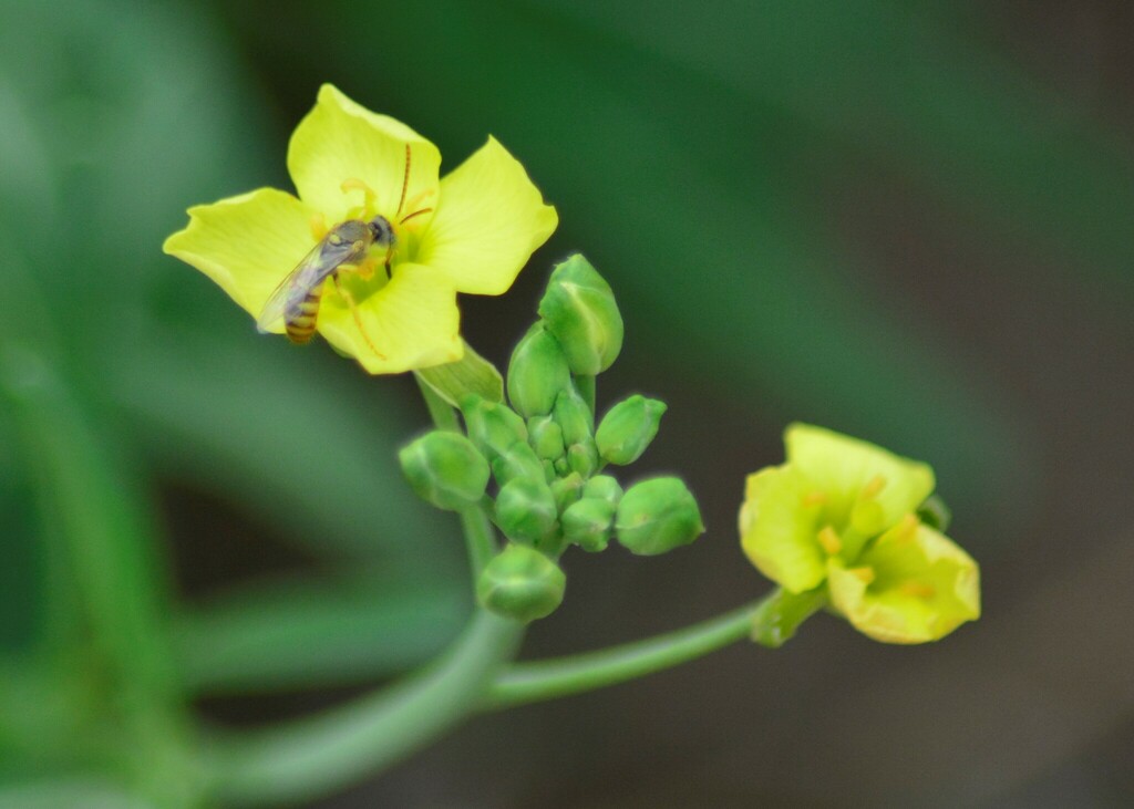 Pseudagapostemon singularis