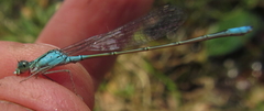 Pseudagrion coeleste