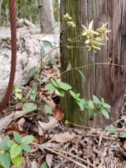 Sericocarpus linifolius