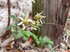 Sericocarpus linifolius