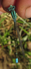 Pseudagrion coeleste