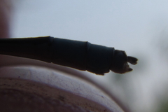 Pseudagrion coeleste